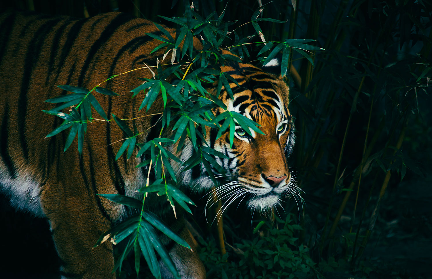 It's a jungle out there